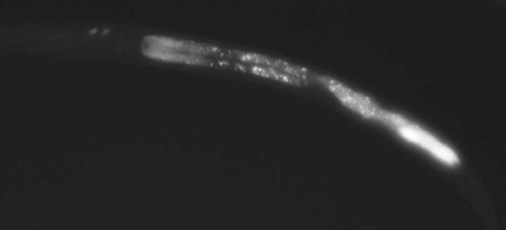 Gene: ZK973.11, Strain: BC15430, Stage: Larval