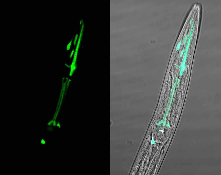 Gene: ZK792.4, Strain: BC10505, Stage: Larval