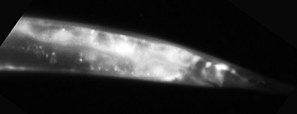 Gene: ZK829.7, Strain: BC15720, Stage: Larval