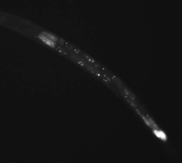 Gene: ZK858.6, Strain: BC10464, Stage: Larval